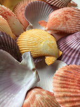 Load image into Gallery viewer, XL Colored Pectin Shells 2"-3.5" - Colorful Pectins  - Natural Seashell - Colorful Scallop - Pectin Seashell - Scallop - FREE SHIPPING!