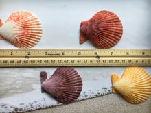 Load image into Gallery viewer, XL Colored Pectin Shells 2"-3.5" - Colorful Pectins  - Natural Seashell - Colorful Scallop - Pectin Seashell - Scallop - FREE SHIPPING!
