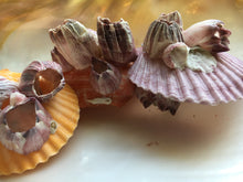 Load image into Gallery viewer, Large Colored Pectin Shell Pairs w/ Barnacles 2.5"-3.5" - Colorful Pectins  - Seashell Pairs - Barnacles - Colorful Scallop - FREE SHIPPING!