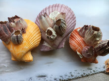 Load image into Gallery viewer, Large Colored Pectin Shell Pairs w/ Barnacles 2.5"-3.5" - Colorful Pectins  - Seashell Pairs - Barnacles - Colorful Scallop - FREE SHIPPING!