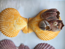 Load image into Gallery viewer, Large Colored Pectin Shell Pairs w/ Barnacles 2.5"-3.5" - Colorful Pectins  - Seashell Pairs - Barnacles - Colorful Scallop - FREE SHIPPING!