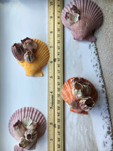 Load image into Gallery viewer, Large Colored Pectin Shell Pairs w/ Barnacles 2.5"-3.5" - Colorful Pectins  - Seashell Pairs - Barnacles - Colorful Scallop - FREE SHIPPING!