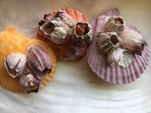 Load image into Gallery viewer, Large Colored Pectin Shell Pairs w/ Barnacles 2.5"-3.5" - Colorful Pectins  - Seashell Pairs - Barnacles - Colorful Scallop - FREE SHIPPING!
