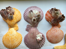 Load image into Gallery viewer, Large Colored Pectin Shell Pairs w/ Barnacles 2.5"-3.5" - Colorful Pectins  - Seashell Pairs - Barnacles - Colorful Scallop - FREE SHIPPING!