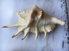 Load image into Gallery viewer, Lambis Lambis Spider Conch 4"-5" - Beach Wedding Decor - Seashells - Spiny Seashell - Spiked Conch - Crafts - Nautical - FREE SHIPPING!