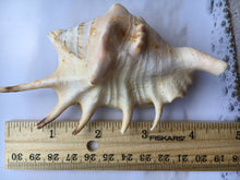 Load image into Gallery viewer, Lambis Lambis Spider Conch 4"-5" - Beach Wedding Decor - Seashells - Spiny Seashell - Spiked Conch - Crafts - Nautical - FREE SHIPPING!