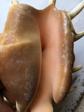 Load image into Gallery viewer, Lambis Lambis Spider Conch 4"-5" - Beach Wedding Decor - Seashells - Spiny Seashell - Spiked Conch - Crafts - Nautical - FREE SHIPPING!