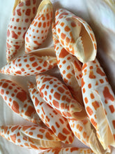 Load image into Gallery viewer, Mitra Mitra 2" - 3" Episcopal Miter Shells - Orange Shell - Wedding Decor/Favors -  Shells - Seashells - Crafting Shells - FREE SHIPPING!