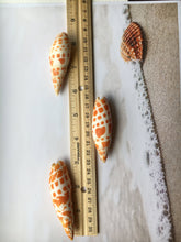 Load image into Gallery viewer, Mitra Mitra 2" - 3" Episcopal Miter Shells - Orange Shell - Wedding Decor/Favors -  Shells - Seashells - Crafting Shells - FREE SHIPPING!