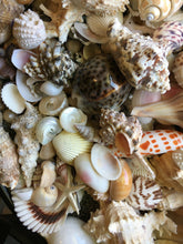 Load image into Gallery viewer, 1/2 Pound Mixed Sanibel, Captivia & Ten Thousand Islands Handpicked Seashells, Great for Crafting, Art, Home Decor, Jewelry!