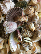 Load image into Gallery viewer, 1/2 Pound Mixed Sanibel, Captivia & Ten Thousand Islands Handpicked Seashells, Great for Crafting, Art, Home Decor, Jewelry!