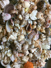Load image into Gallery viewer, 1/2 Pound Mixed Sanibel, Captivia & Ten Thousand Islands Handpicked Seashells, Great for Crafting, Art, Home Decor, Jewelry!