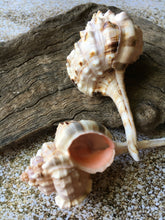 Load image into Gallery viewer, Snipe's Bill Murex 2.5"-3" (Murex Haustellum) - Wedding decor - Seashells - Seashells Crafting - Seashells Bulk - Nautical - Beach!