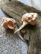 Load image into Gallery viewer, Snipe's Bill Murex 2.5"-3" (Murex Haustellum) - Wedding decor - Seashells - Seashells Crafting - Seashells Bulk - Nautical - Beach!