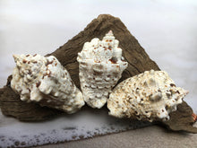 Load image into Gallery viewer, Silver Lip Conch  2.5"-3" - 2 Pieces - Strombus Lentiginosus - Beach Wedding Decor - Seashells - Conch - Crafts - Collector - FREE SHIPPING