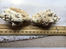 Load image into Gallery viewer, Silver Lip Conch  2.5"-3" - 2 Pieces - Strombus Lentiginosus - Beach Wedding Decor - Seashells - Conch - Crafts - Collector - FREE SHIPPING