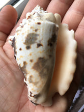 Load image into Gallery viewer, Silver Lip Conch  2.5"-3" - 2 Pieces - Strombus Lentiginosus - Beach Wedding Decor - Seashells - Conch - Crafts - Collector - FREE SHIPPING