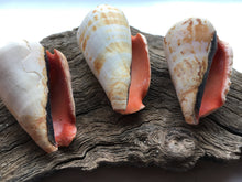 Load image into Gallery viewer, Strawberry Strombus (5 Shells) 2" - 3" - Beach Wedding Decor - Seashells - Conch - Crafts - Collector - FREE SHIPPING