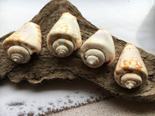 Load image into Gallery viewer, Strawberry Strombus (5 Shells) 2" - 3" - Beach Wedding Decor - Seashells - Conch - Crafts - Collector - FREE SHIPPING