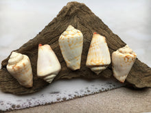 Load image into Gallery viewer, Strawberry Strombus (5 Shells) 2" - 3" - Beach Wedding Decor - Seashells - Conch - Crafts - Collector - FREE SHIPPING