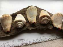 Load image into Gallery viewer, Strawberry Strombus (5 Shells) 2" - 3" - Beach Wedding Decor - Seashells - Conch - Crafts - Collector - FREE SHIPPING