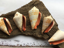 Load image into Gallery viewer, Strawberry Strombus (5 Shells) 2" - 3" - Beach Wedding Decor - Seashells - Conch - Crafts - Collector - FREE SHIPPING