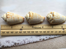 Load image into Gallery viewer, Strawberry Strombus (5 Shells) 2" - 3" - Beach Wedding Decor - Seashells - Conch - Crafts - Collector - FREE SHIPPING