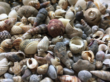 Load image into Gallery viewer, Shell Mix-1/4"-1" Tiny/Small Shell Mix-Craft Seashells-Small Seashells-Beach Wedding Decor-Seashells Supplies-Tiny Seashells-FREE SHIPPING!