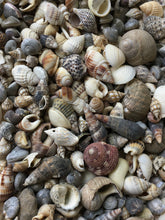 Load image into Gallery viewer, Shell Mix-1/4"-1" Tiny/Small Shell Mix-Craft Seashells-Small Seashells-Beach Wedding Decor-Seashells Supplies-Tiny Seashells-FREE SHIPPING!