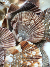 Load image into Gallery viewer, Baby Flat Scallop Shell-Bulk - Seashell Supplies - Scallop Shells for Crafts - Flat Scallop - Pectin Shells - Wedding Decor - FREE SHIPPING!