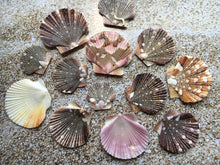 Load image into Gallery viewer, Baby Flat Scallop Shell-Bulk - Seashell Supplies - Scallop Shells for Crafts - Flat Scallop - Pectin Shells - Wedding Decor - FREE SHIPPING!