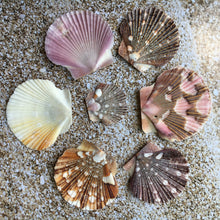 Load image into Gallery viewer, Baby Flat Scallop Shell-Bulk - Seashell Supplies - Scallop Shells for Crafts - Flat Scallop - Pectin Shells - Wedding Decor - FREE SHIPPING!