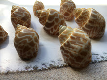 Load image into Gallery viewer, Babylonia Spirata 1"-2.5" - Beach Wedding Decor - Seashells - Collector Shell - Crafts - Collector - Hermit Crab Shell - FREE SHIPPING!