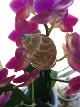Load image into Gallery viewer, Babylonia Spirata 1"-2.5" - Beach Wedding Decor - Seashells - Collector Shell - Crafts - Collector - Hermit Crab Shell - FREE SHIPPING!