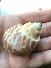 Load image into Gallery viewer, Babylonia Spirata 1"-2.5" - Beach Wedding Decor - Seashells - Collector Shell - Crafts - Collector - Hermit Crab Shell - FREE SHIPPING!