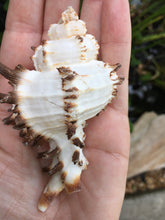 Load image into Gallery viewer, Murex Endiva Long Spine Shell - Seashell - Murex - Sea Shell Crafting - Beach Wedding Decor - Large Shell - Collector Shells - FREE SHIPPING