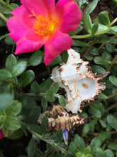 Load image into Gallery viewer, Murex Endiva Long Spine Shell - Seashell - Murex - Sea Shell Crafting - Beach Wedding Decor - Large Shell - Collector Shells - FREE SHIPPING
