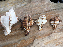 Load image into Gallery viewer, Murex Endiva Long Spine Shell - Seashell - Murex - Sea Shell Crafting - Beach Wedding Decor - Large Shell - Collector Shells - FREE SHIPPING
