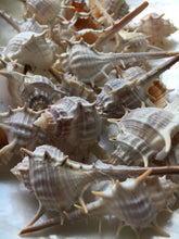Load image into Gallery viewer, Murex Turnispina 2"-3" - Murex-Sea Shells for Crafting - Beach Wedding Decor - SeaShells - Collectors Shells