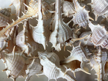 Load image into Gallery viewer, Murex Turnispina 2"-3" - Murex-Sea Shells for Crafting - Beach Wedding Decor - SeaShells - Collectors Shells