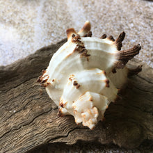 Load image into Gallery viewer, Murex Endiva Long Spine Shell - Seashell - Murex - Sea Shell Crafting - Beach Wedding Decor - Large Shell - Collector Shells - FREE SHIPPING