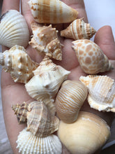 Load image into Gallery viewer, Assorted Sea Shell Mix, Beach Wedding Decor, Sea Shells Bulk, Assorted Seashell, Seashells For Crafts, Natural Seashells, FREE SHIPPING!