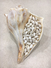Load image into Gallery viewer, Nassa Shells 1/4cm - 1cm - White Nassa shells - Small Shell Mix - Tiny Seashells - Crafting Shells - Seashells - Crafts - FREE SHIPPING!