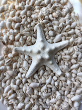 Load image into Gallery viewer, Nassa Shells 1/4cm - 1cm - White Nassa shells - Small Shell Mix - Tiny Seashells - Crafting Shells - Seashells - Crafts - FREE SHIPPING!