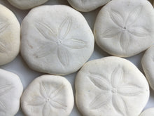 Load image into Gallery viewer, Sea Biscuit - Sea Cookies-Bulk - Seashell Bulk-Seashell Craft Supply - Wedding Decor - Beach Wedding Favors - Beach Decor - FREE SHIPPING!