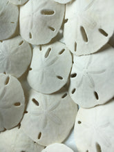 Load image into Gallery viewer, Florida Sand Dollars 1.5"-2" - Sand Dollar - Craft Supply - Beach Wedding Favors Decor - Sand Dollar Bulk - Seashells - FREE SHIPPING!