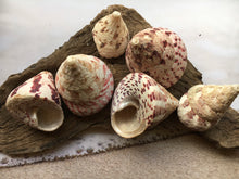 Load image into Gallery viewer, Strawberry Trochus Polished Shells-Wedding-Beach Decor-Pink Sea Shells-Sea Shells Bulk-Beach Decor-Crafting Shells-FREE SHIPPING!
