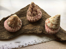 Load image into Gallery viewer, Strawberry Trochus Polished Shells-Wedding-Beach Decor-Pink Sea Shells-Sea Shells Bulk-Beach Decor-Crafting Shells-FREE SHIPPING!