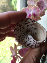 Load image into Gallery viewer, Strawberry Trochus Polished Shells-Wedding-Beach Decor-Pink Sea Shells-Sea Shells Bulk-Beach Decor-Crafting Shells-FREE SHIPPING!