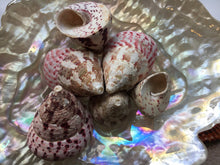 Load image into Gallery viewer, Strawberry Trochus Polished Shells-Wedding-Beach Decor-Pink Sea Shells-Sea Shells Bulk-Beach Decor-Crafting Shells-FREE SHIPPING!